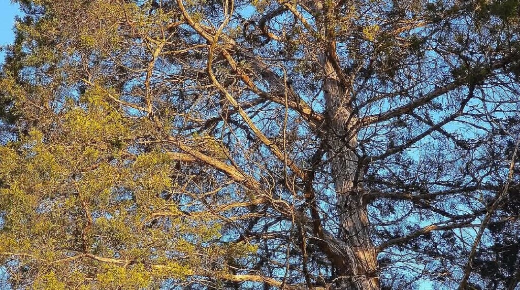 Annual Great Backyard Bird Count begins