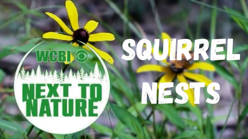 Next to Nature (Squirrel Nest) - 02/25/26