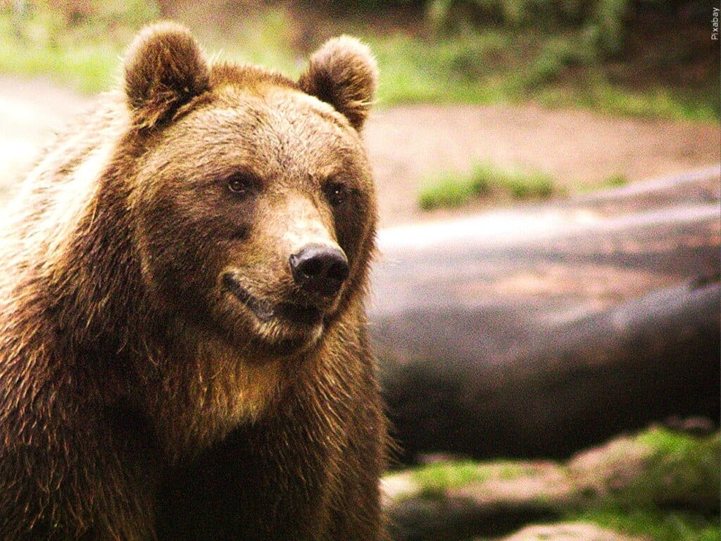 Grizzly Bear
