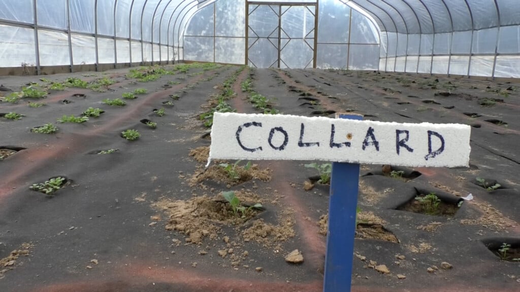 Friends of Dean Park expands farmers' market with USDA grant