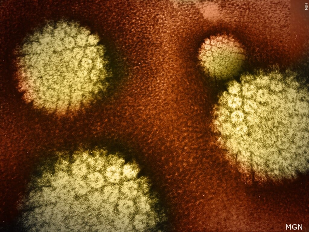 HPV
