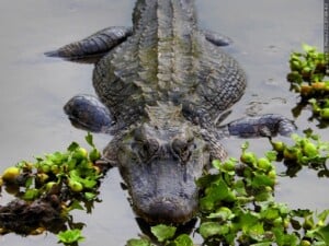 Alligator