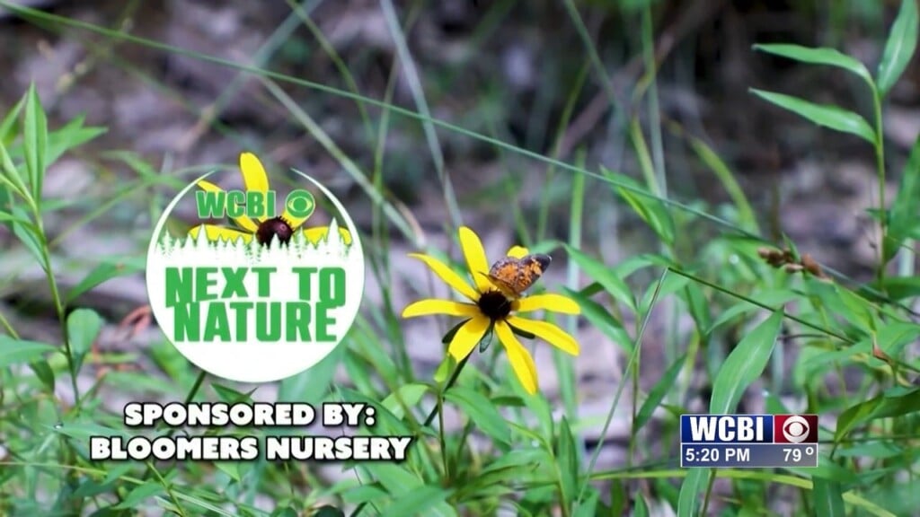 Next To Nature (Turkey) 04/25/26