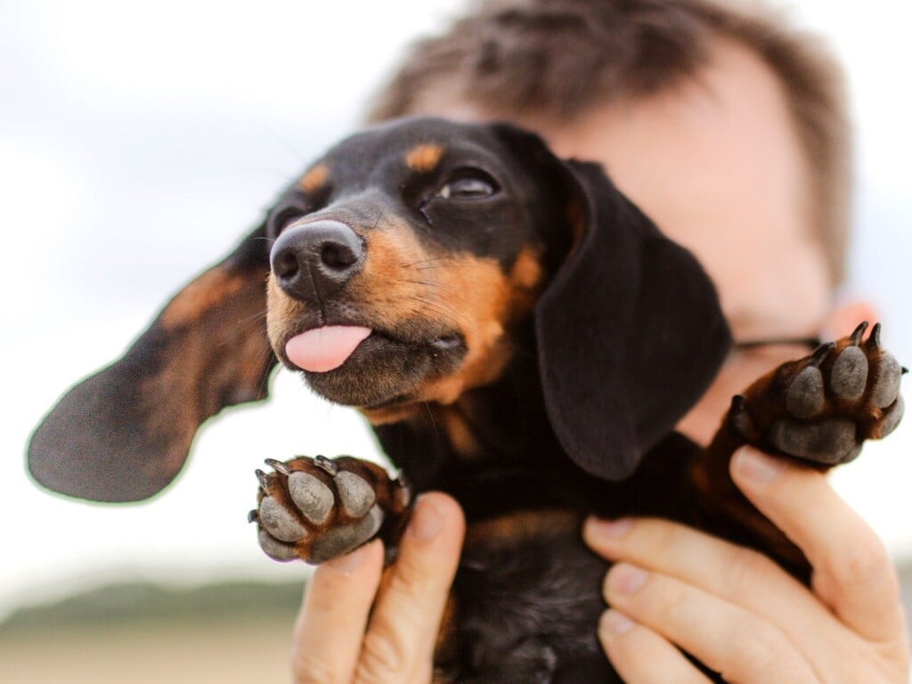 Dachshund