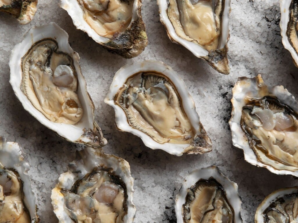Oysters