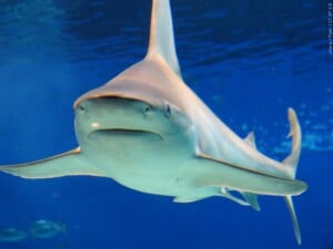 Shark