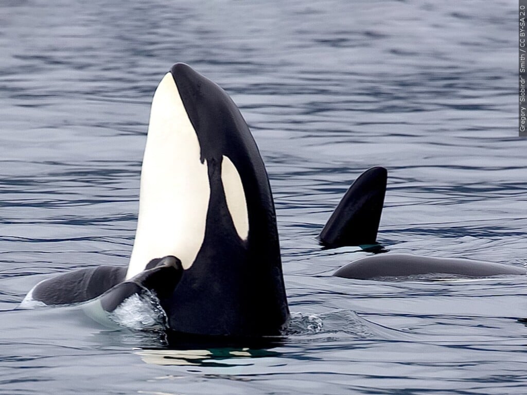 orcas