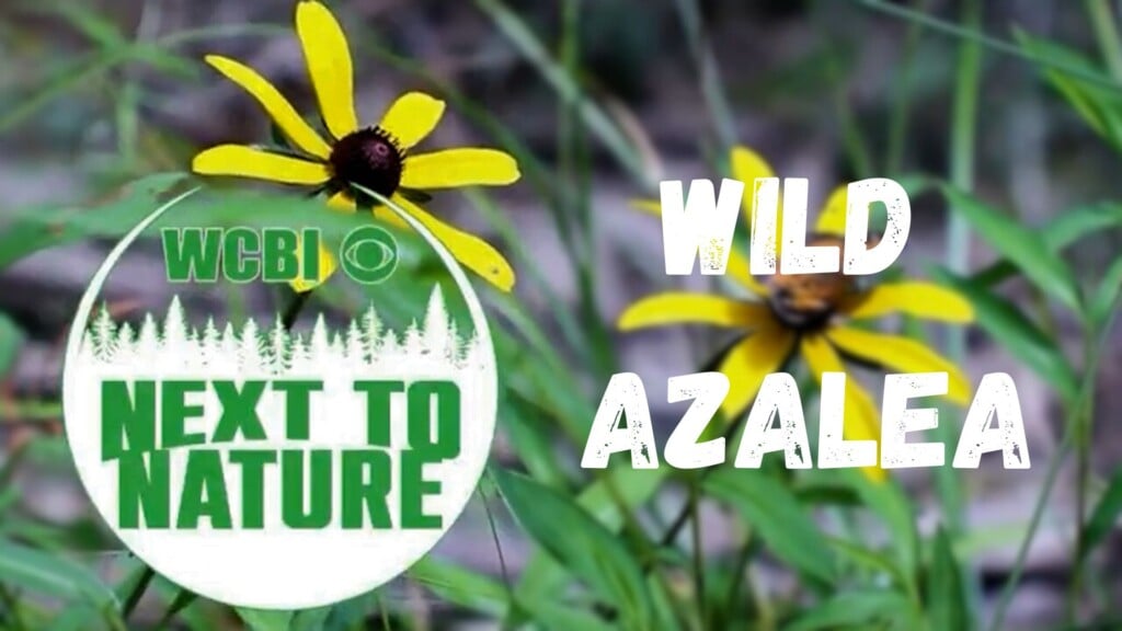 Next to Nature (Wild Azalea) - 04/29/26