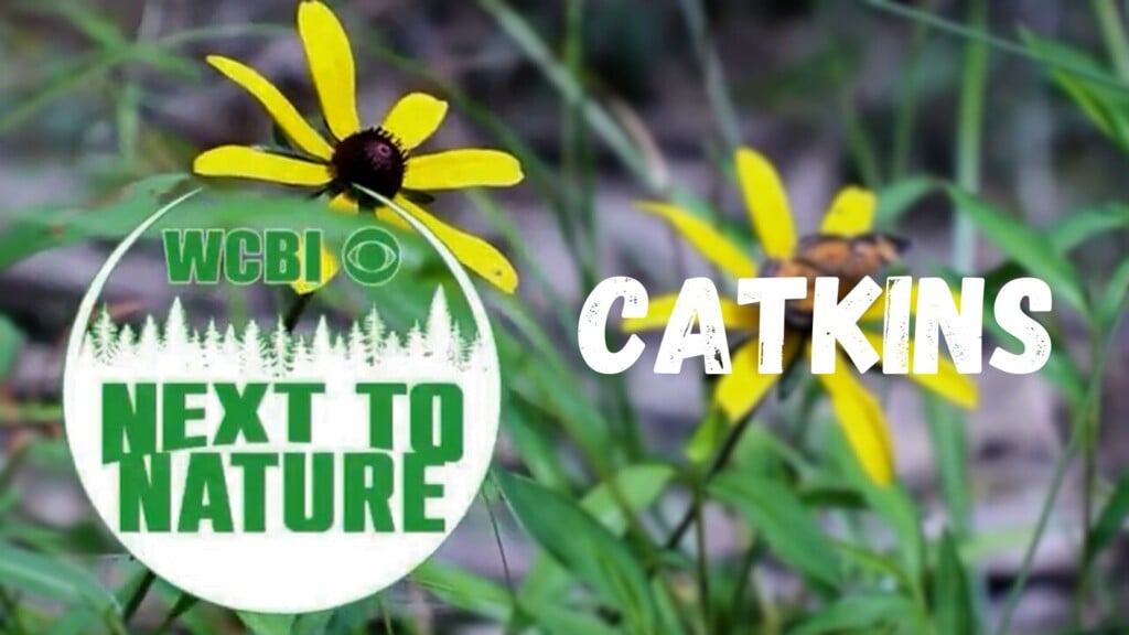 Next to Nature (Catkins) - 04//08/26