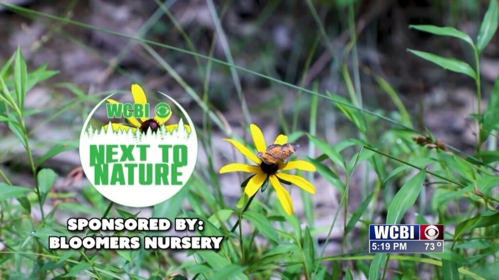 Next To Nature (talking Turkey: Part 2) 04/01/26