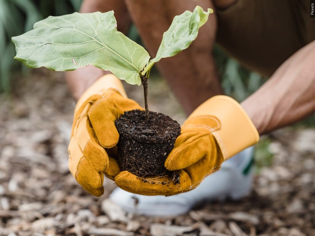 Gardening