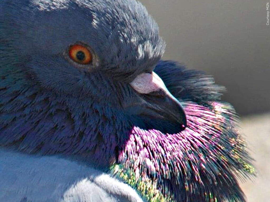 Pigeon