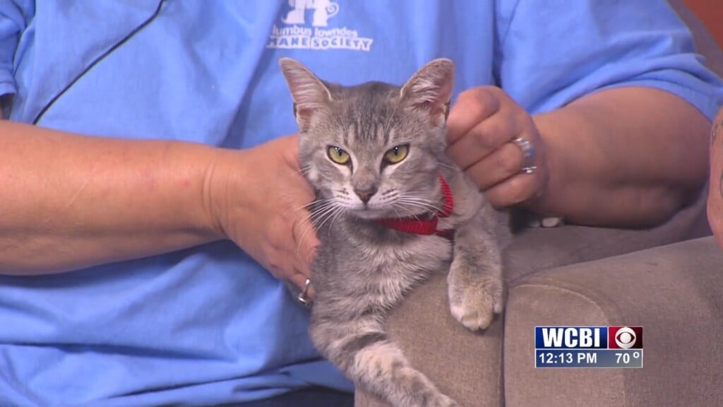 Pets Without Partners (penelope) 05/08/26