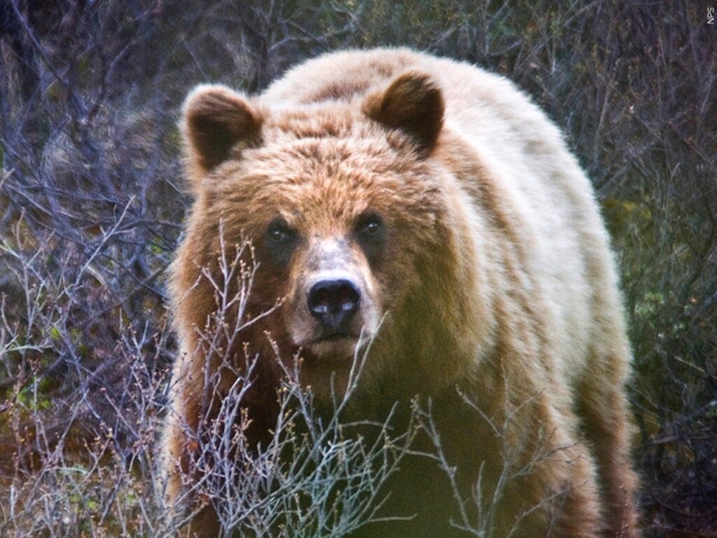 bear