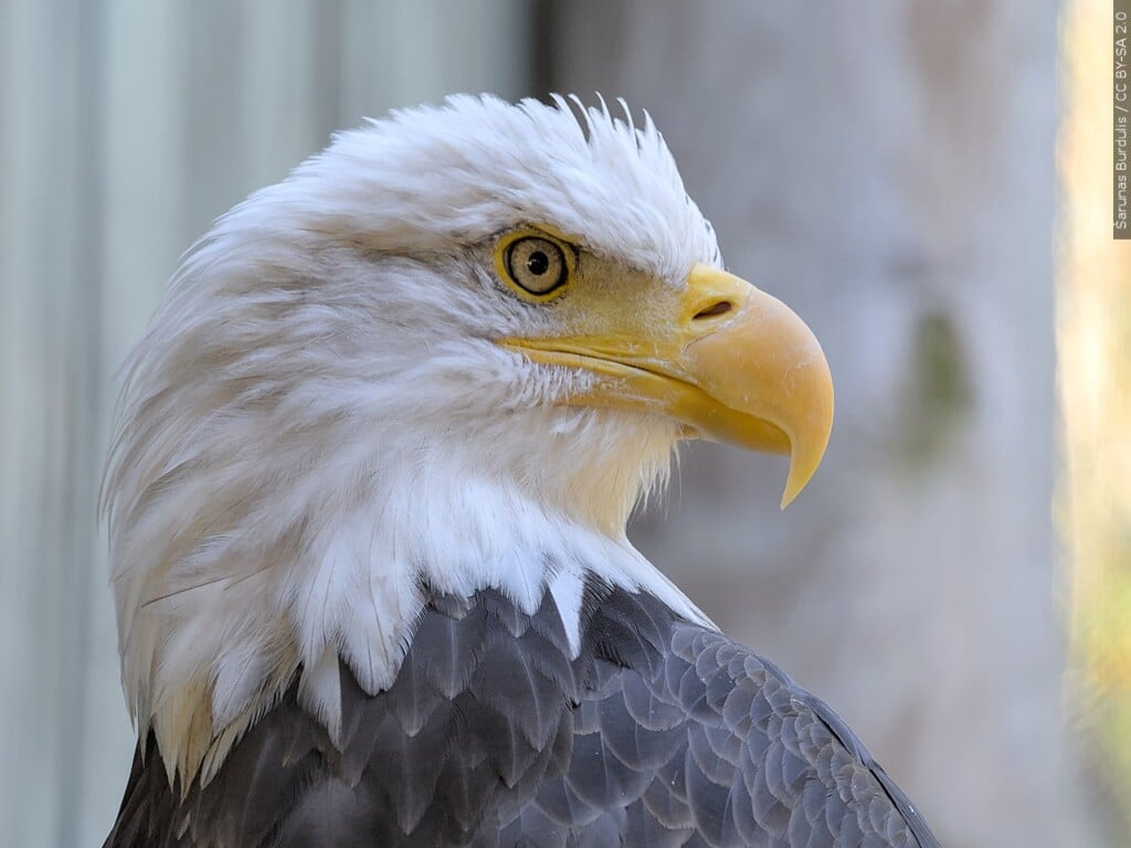 Bald Eagle