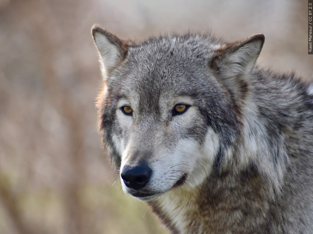 Wolf