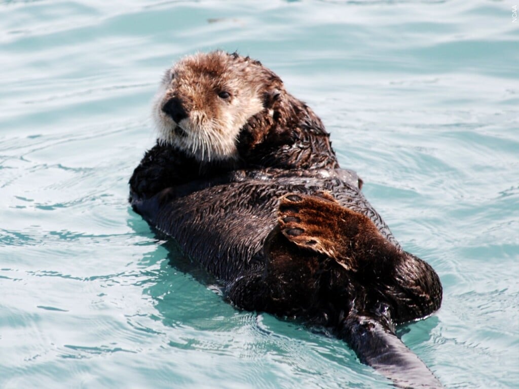 Sea otter