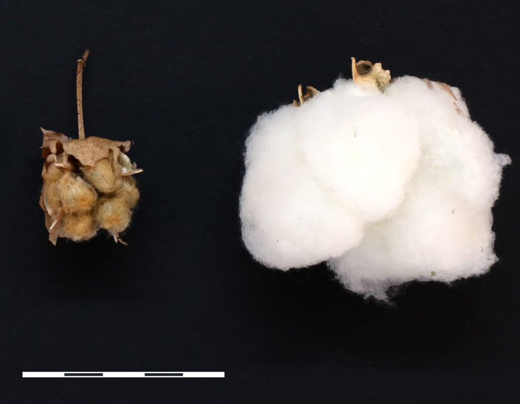 Wilddomcotton