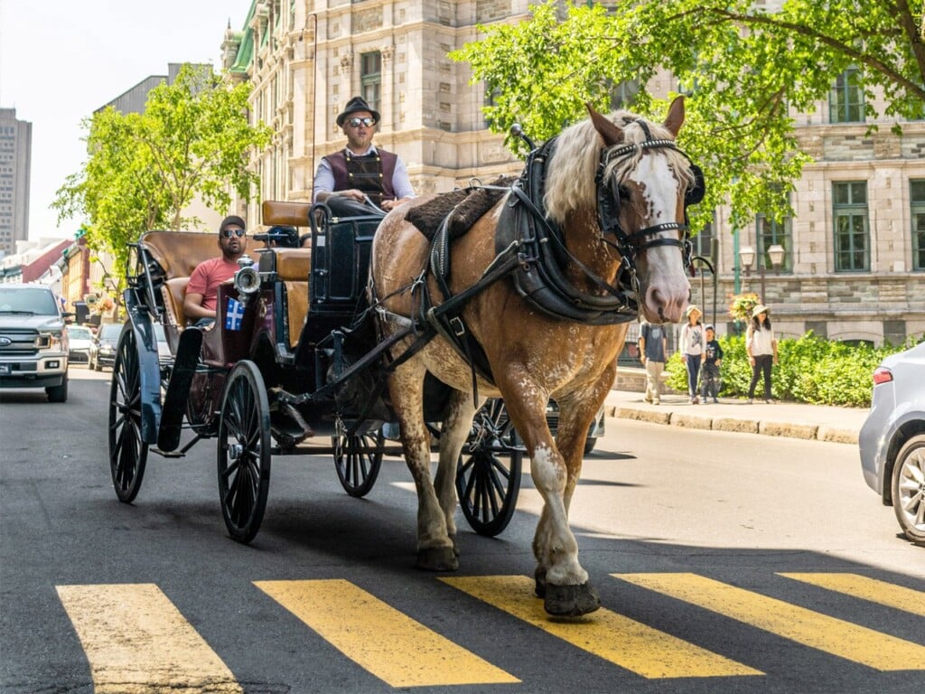 Horse-drawn carriage