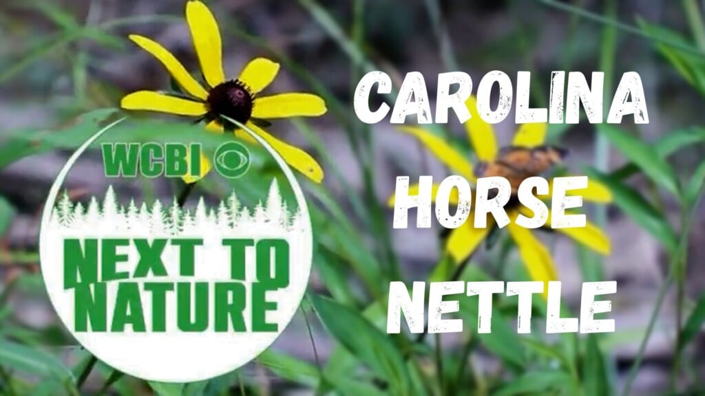 Next to Nature (Carolina Horse Nettle) - 06/17/26