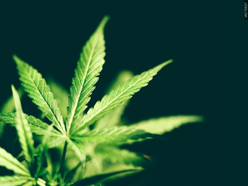 Marijuana