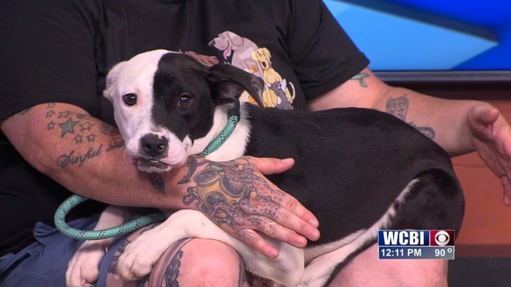Pets Without Partners (harvey) 06/12/26