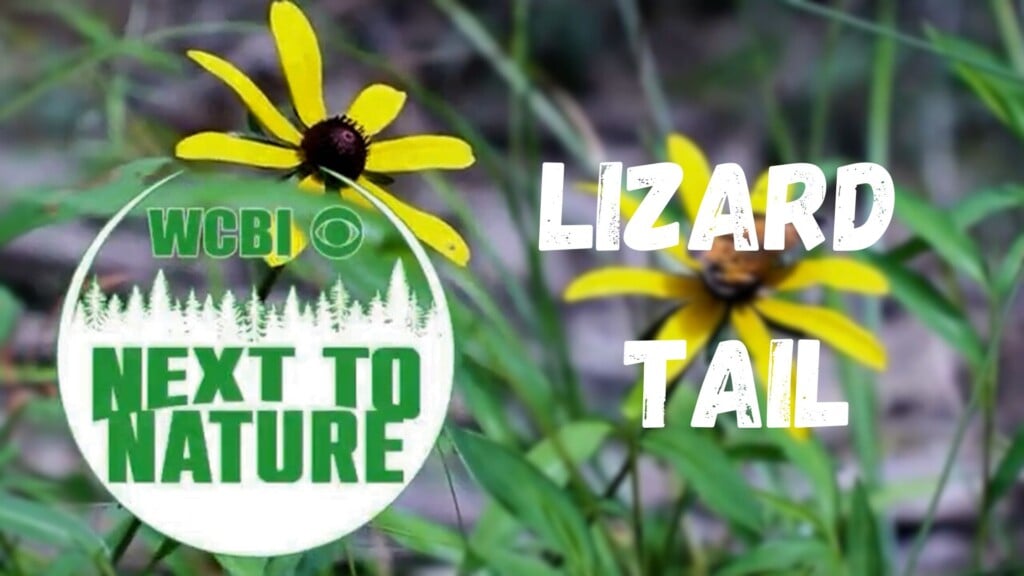 Next to Nature (Lizard Tail) - 06/10/26