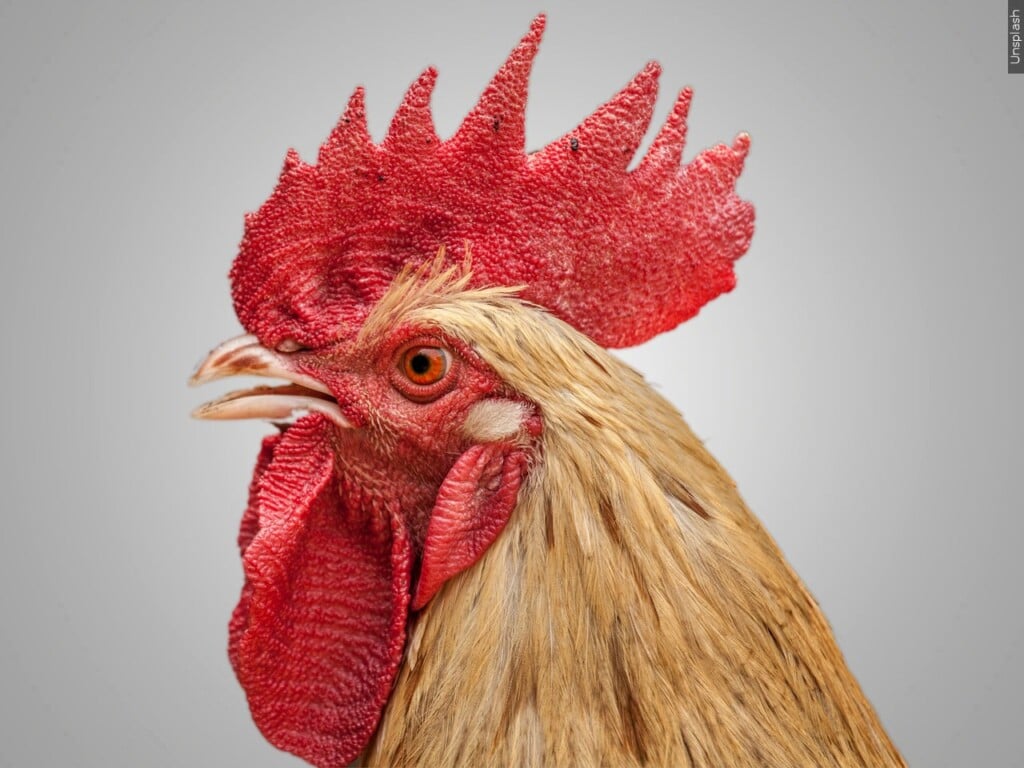 Rooster