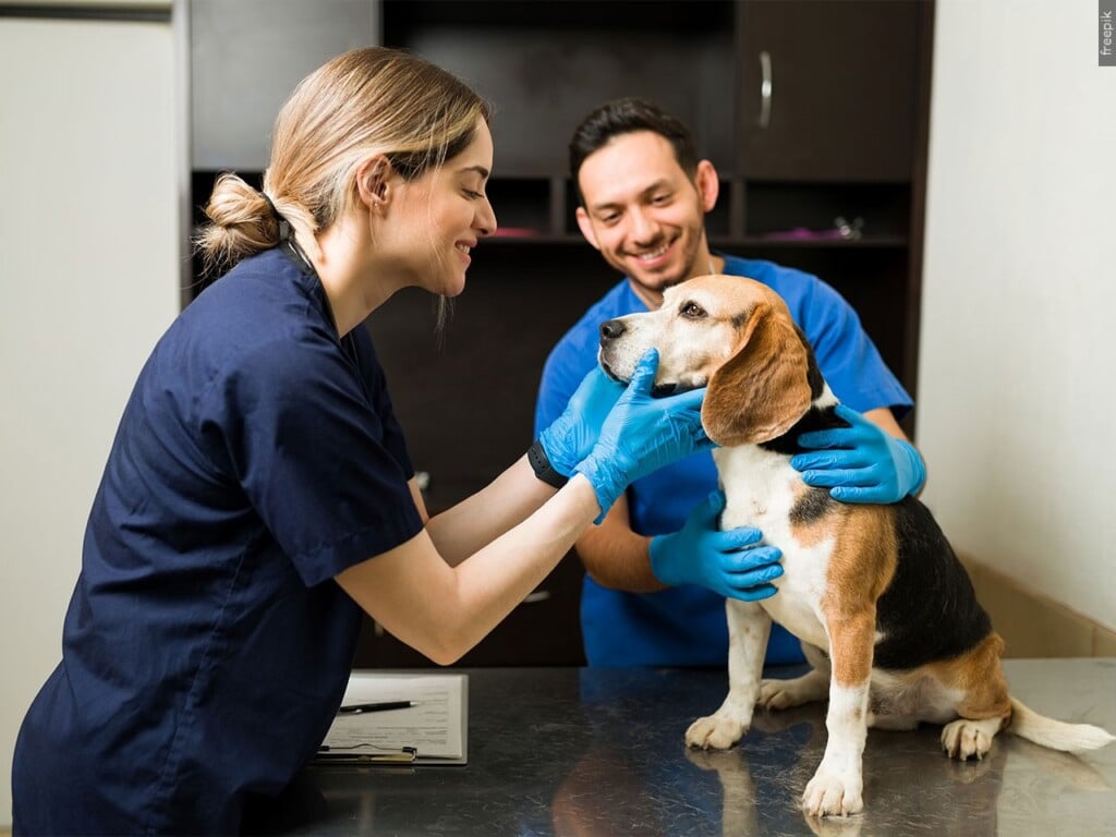 vet and pet