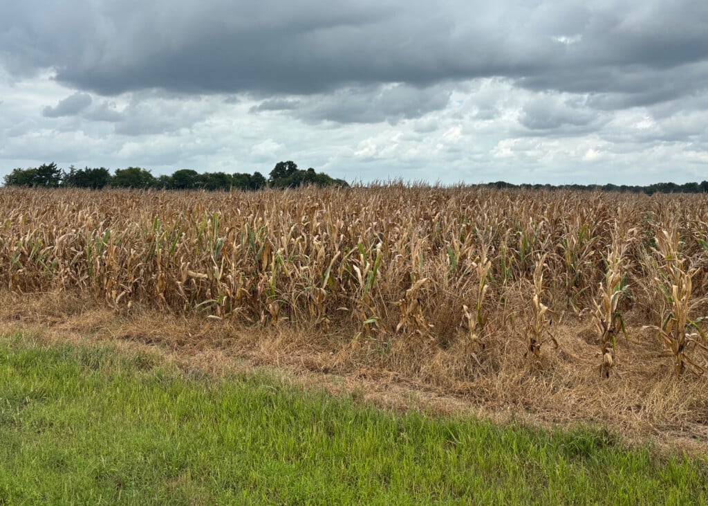 A field of dry corn is ready for harvest.
