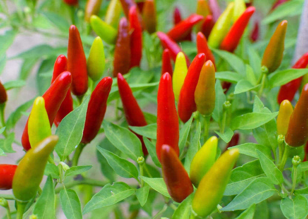 Red, yellow and orange peppers grow pointed up on bushes.