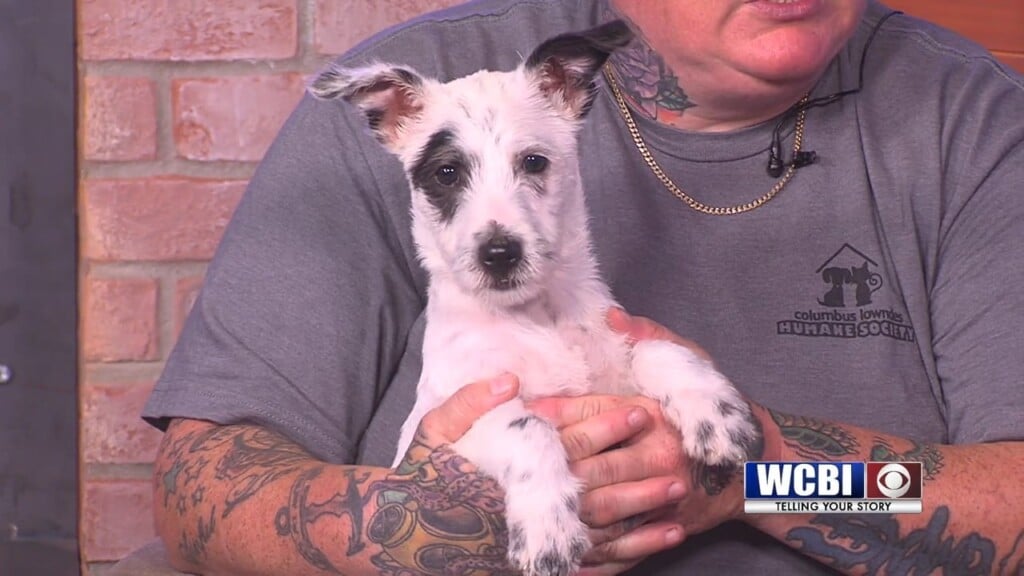 Pets Without Partners (franklin) 07/24/26