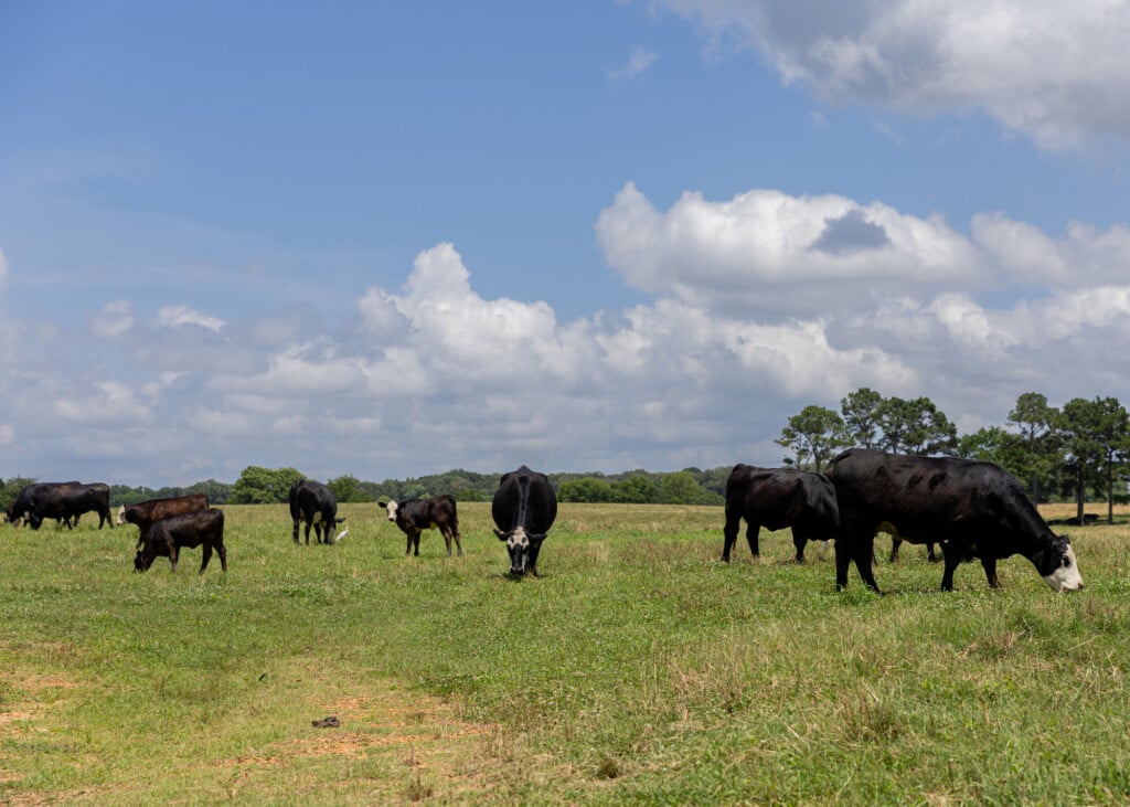 A small herd of black cows feeds in a pasture.