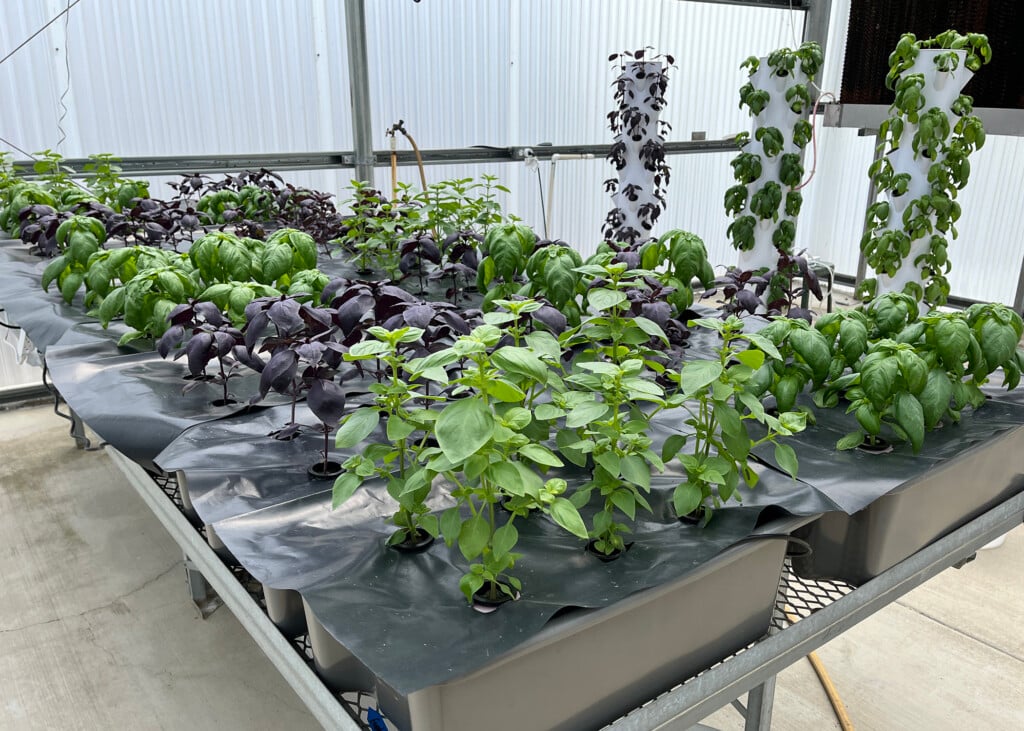 Small plants grow indoors in towers and covered trays on a table.