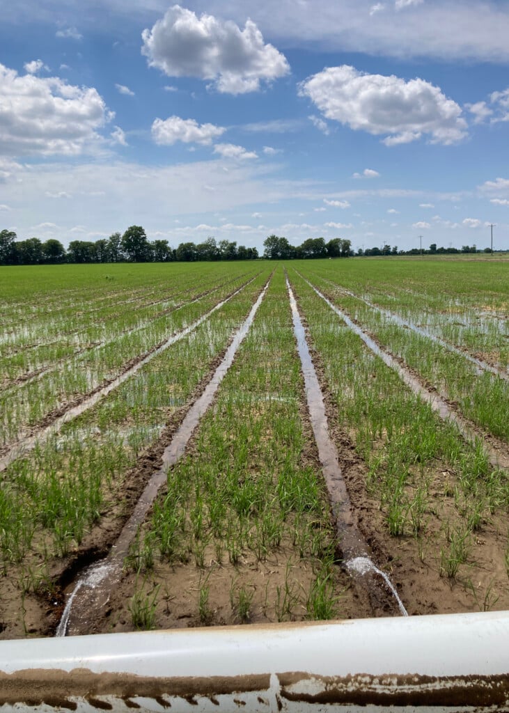 Small rice plants grow in a field between rows filled with water.