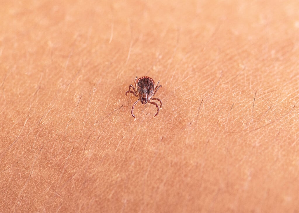 An adult female Asian longhorned tick, Haemaphysalis longicornis, crawling on a person’s skin.