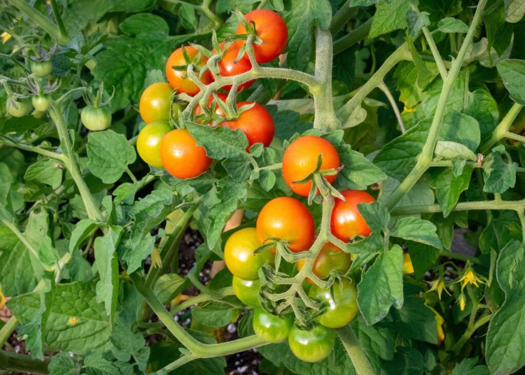 Clusters of small tomatoes range from green to red.