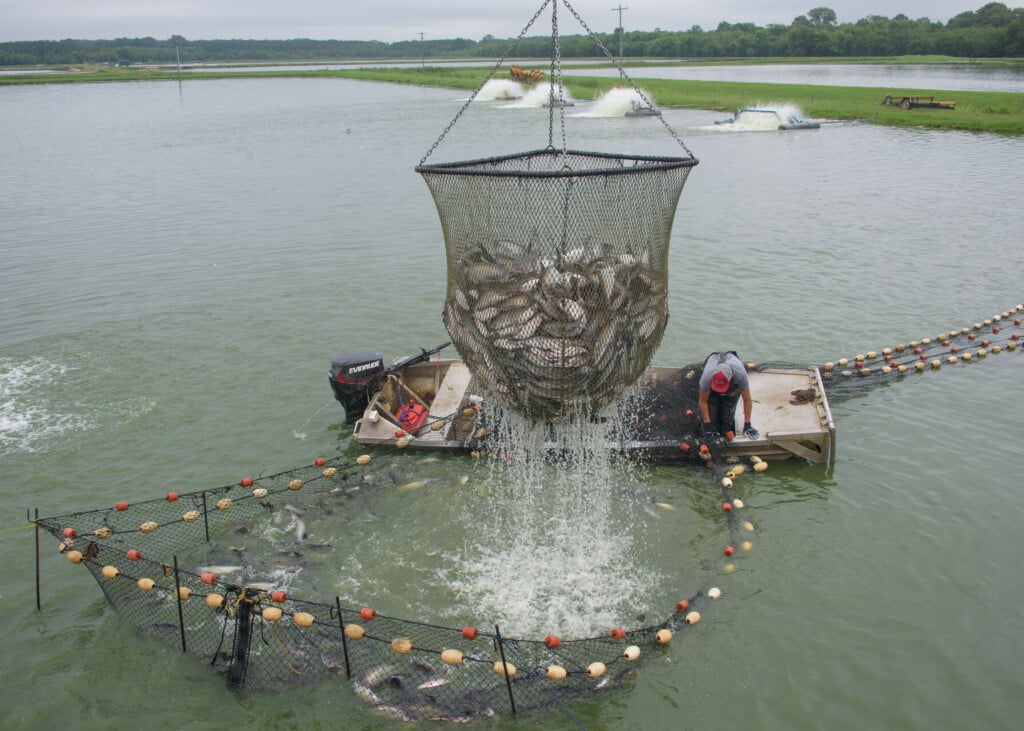 Catfish are harvested from a pond using a large net suspended above a boat.