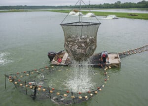 Catfish are harvested from a pond using a large net suspended above a boat.