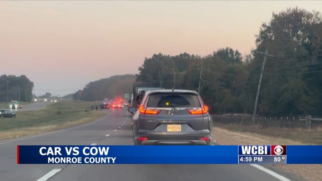 Wrecks Can Involve All Kinds Of Hazards, Even A Cow Or Two