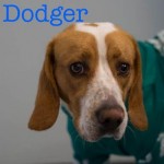 Dodger Is A Handsome 4 5 Year Old Beagle Mix Neutered And Ready To Be On A Couch Chillin