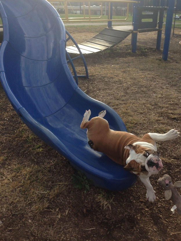 Dogs on Slides (2016) 