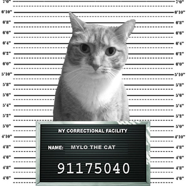 Cat Mugshots 9 WCCB Charlotte S CW   Cat Mugshots 9 