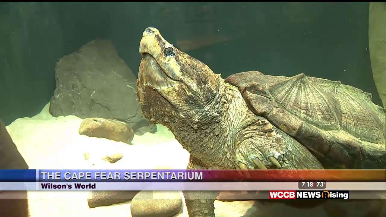 Wilson S World Experiencing The Cape Fear Serpentarium Wccb Charlotte S Cw