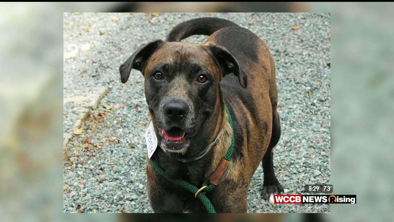 Pet Project for 8/4/16 WCCB Charlotte's CW