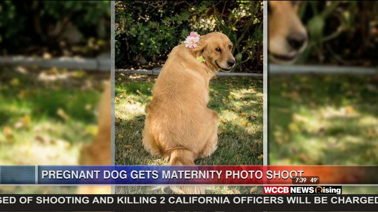 Pregnant Dog Rocks Maternity Shoot WCCB Charlotte's CW
