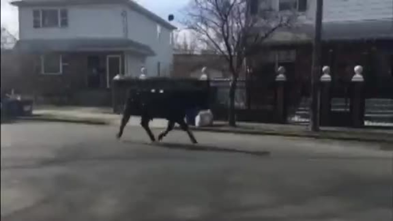 Escaped Bull Runs Loose In NYC - WCCB Charlotte's CW