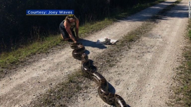 170511085553 Python Hunter Wrangles 16 Foot Snake Exlarge 169 - WCCB ...