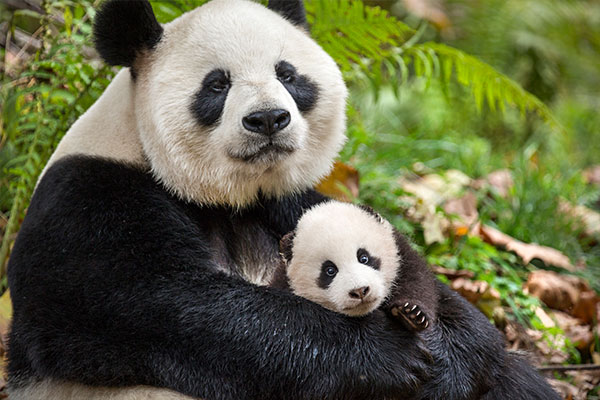 Win Born In China on Digital HD from WCCB, Charlotte's CW