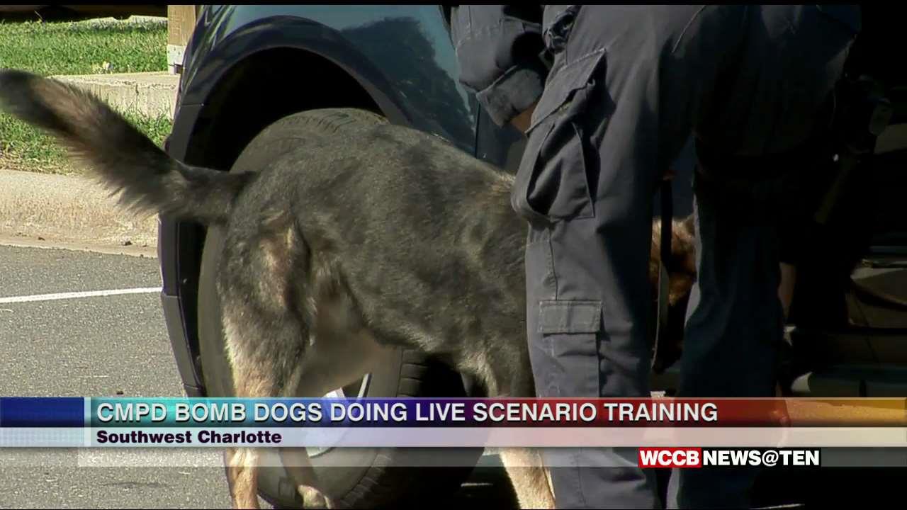 CMPD Bomb Dogs Get Some Extra Training WCCB Charlotte's CW
